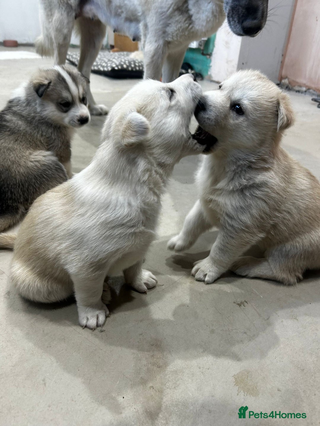 Siberian Husky dogs for sale: Gorgeous little husky pups - ready in two weeks - Advert 5