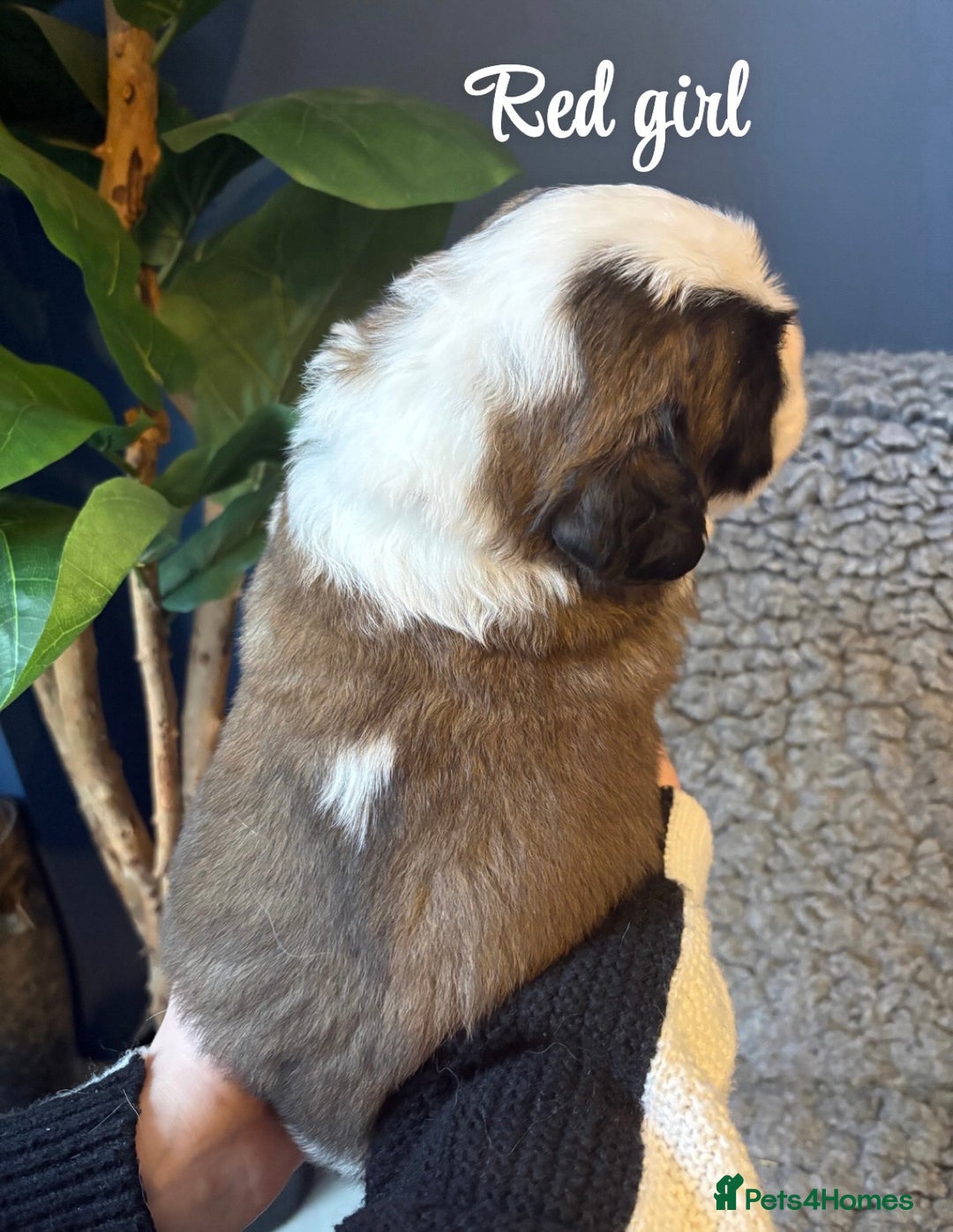 Saint Bernard dogs for sale: Litter of Saint Bernard puppies - Advert 23