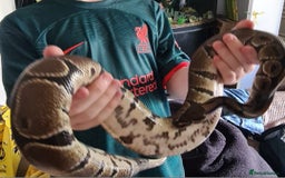 Python Snake reptiles for sale: Royal python  (normal) - Image 3