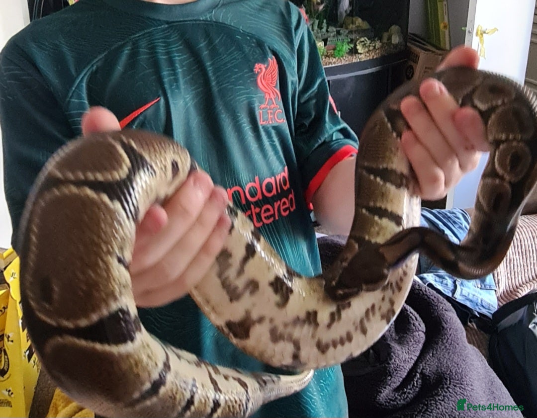 Python Snake reptiles for sale: Royal python  (normal) - Image 3