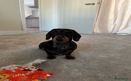 Miniature Dachshund dogs for sale: Miniature dachshund for sale  - Image 1