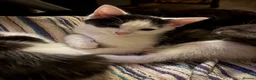 Mixed Breed cats for sale: Kittens  - Advert 10