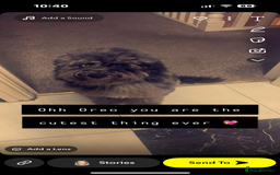 Cockapoo dogs for sale: Mother and daughter looking for new home  - Advert 6