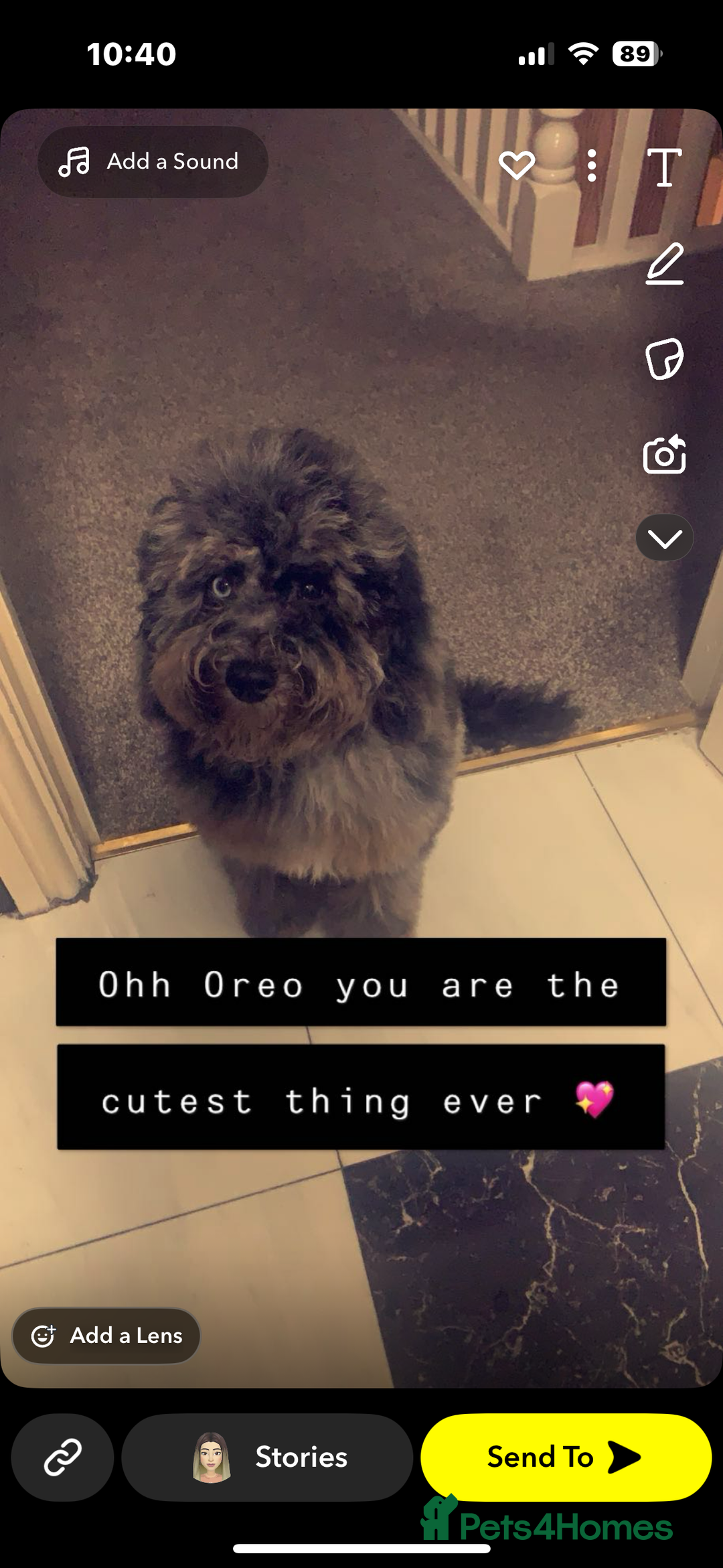 Cockapoo dogs for sale: Mother and daughter looking for new home  - Advert 6