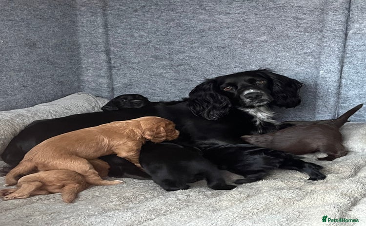 Cocker Spaniel dogs - Advert 3