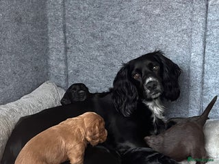 Cocker Spaniel dogs - Advert 14