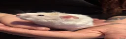 Hamster rodents for sale: Male Syrian hamsters  - Advert 3