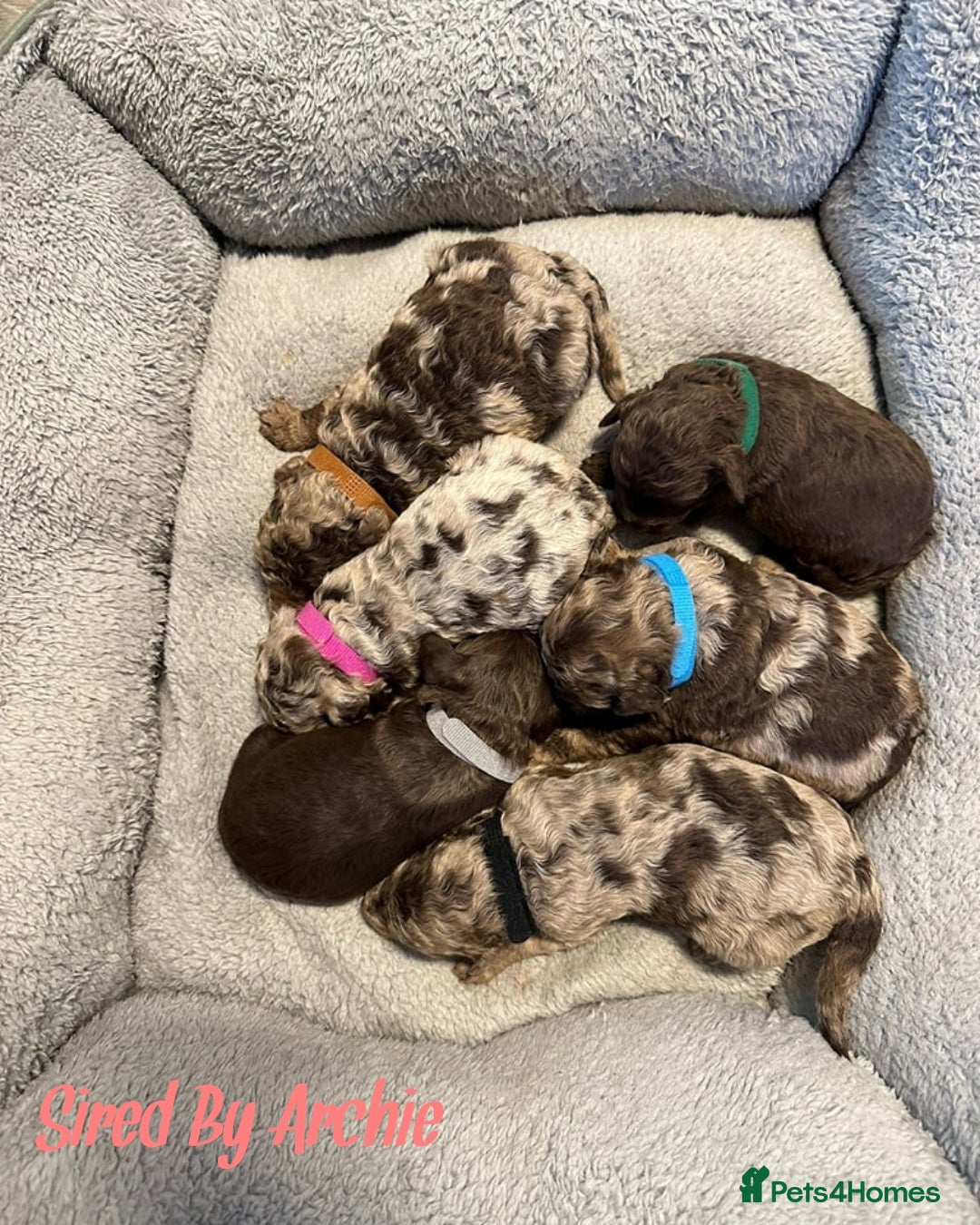 Toy Poodle dogs for stud: Proven Chocolate Sable Toy Poodle Stud in Mexborough - Image 7