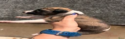 Whippet dogs for sale: One boy, Kennel club registered. - Advert 30