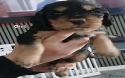 Cocker Spaniel dogs for sale: 3Beautiful show type cocker spaniels 💕♥️ 💙💕 - Image 14