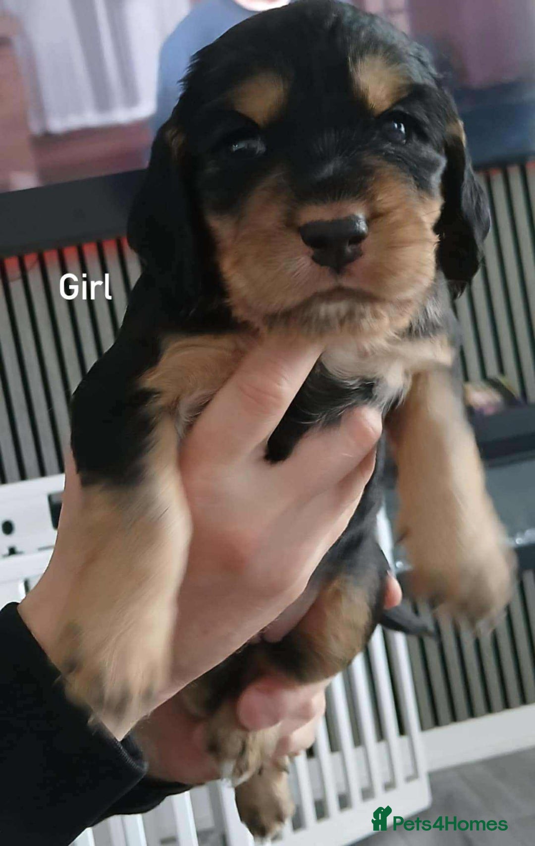 Cocker Spaniel dogs for sale: 3Beautiful show type cocker spaniels 💕♥️ 💙💕 - Image 14