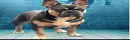 French Bulldog dogs for stud: BRUCE blue and tan french bulldog in Sheffield - Advert 1