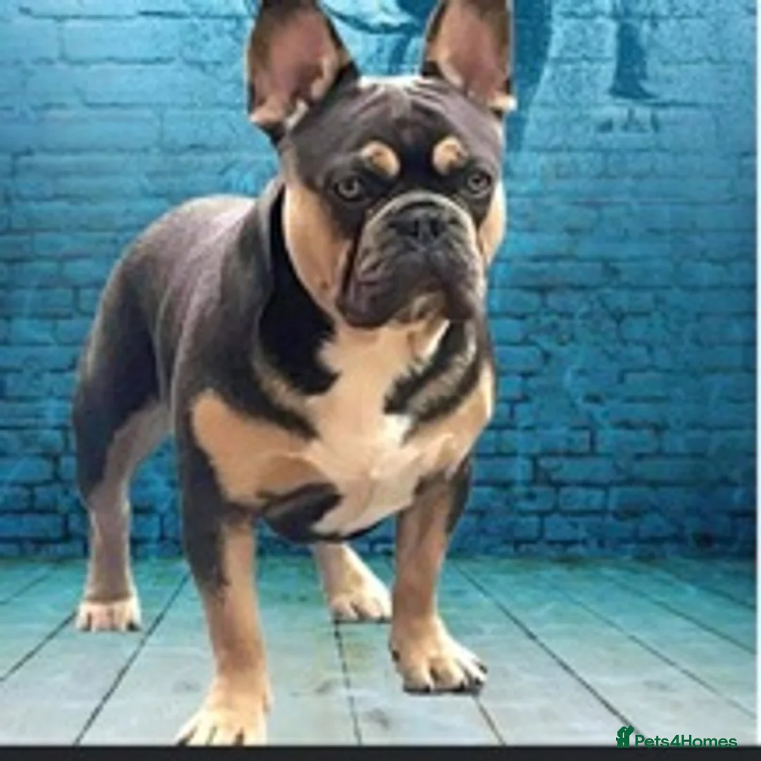 French Bulldog dogs for stud: BRUCE blue and tan french bulldog in Sheffield - Advert 1