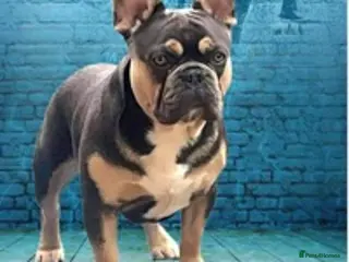 French Bulldog dogs BRUCE blue and tan french bulldog in Sheffield - Advert 4