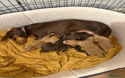 Dachshund dogs for sale: Stunning Chocolate & Cream puppies  - Image 15