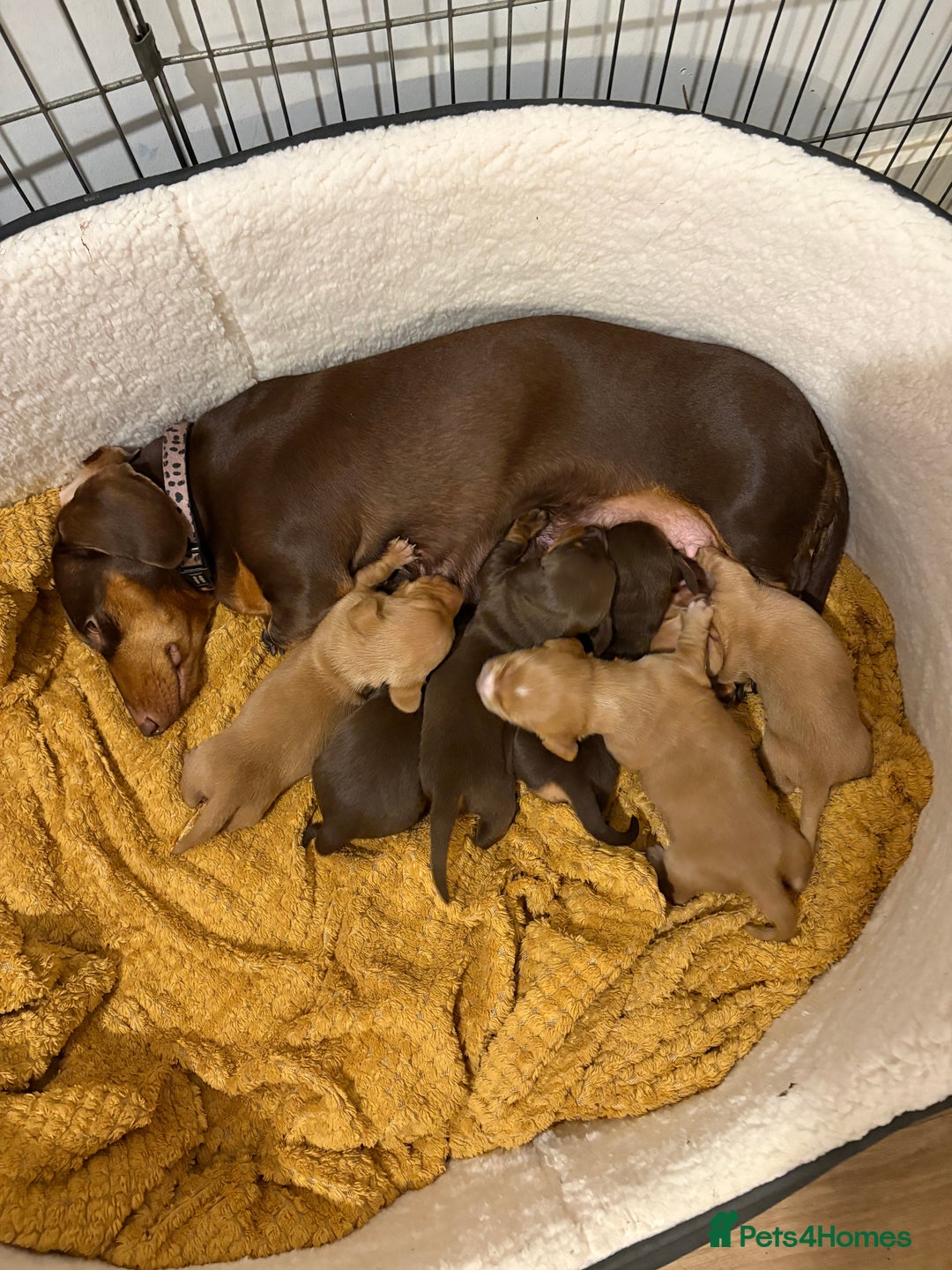 Dachshund dogs for sale: Stunning Chocolate & Cream puppies  - Image 15