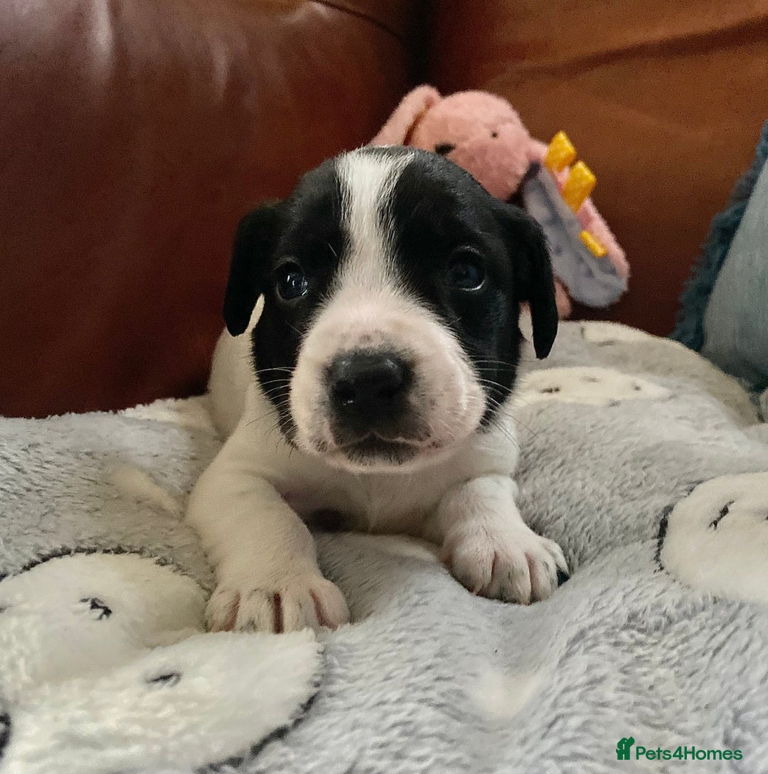 Springador dogs for sale: STUNNING SPRINGADOR PUPPIES  - Image 8