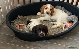 Cocker Spaniel dogs for sale: Ready Now! KC Show Type Cocker Spaniel Pups  - Image 31