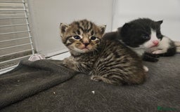Domestic Shorthair cats for sale: 4 gorgeous kittens looking for there forever homes - Image 2