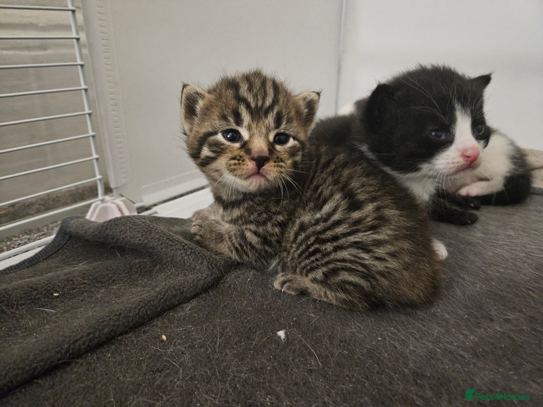 Domestic Shorthair cats for sale: 4 gorgeous kittens looking for there forever homes - Image 2