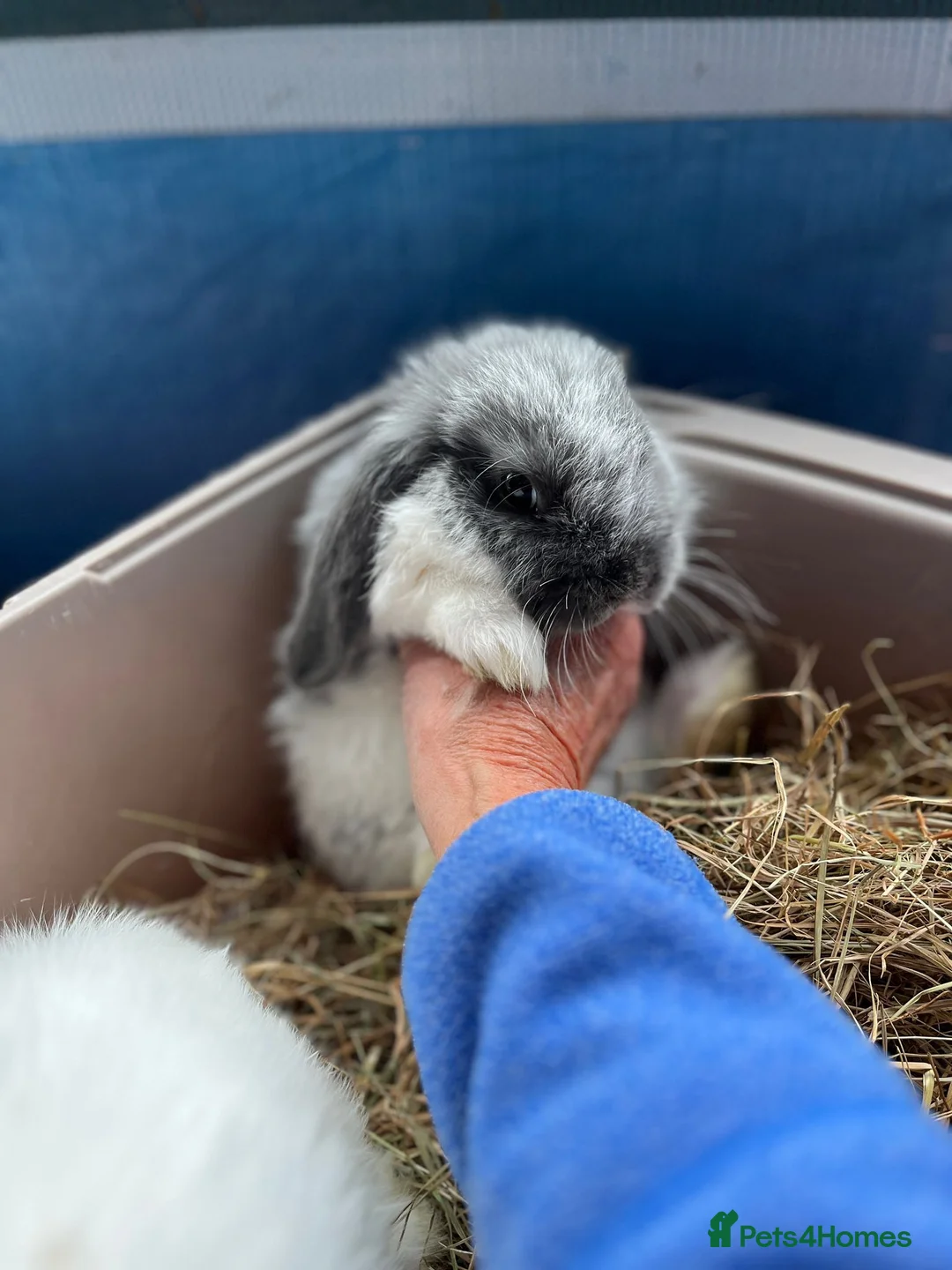 Mini Lop rabbits for sale: Mini lip female  in Colchester - Advert 2