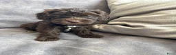 Goldendoodle dogs for sale: Australian goldendoole puppies chocolate  - Advert 29