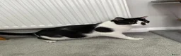 Mixed Breed cats for sale: Beautiful Calm Black & White Male Cat 1.5 year old in Havant - Advert 4