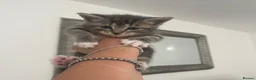 Maine Coon cats for sale: Gorgeous lil bundles of joy! - Advert 4