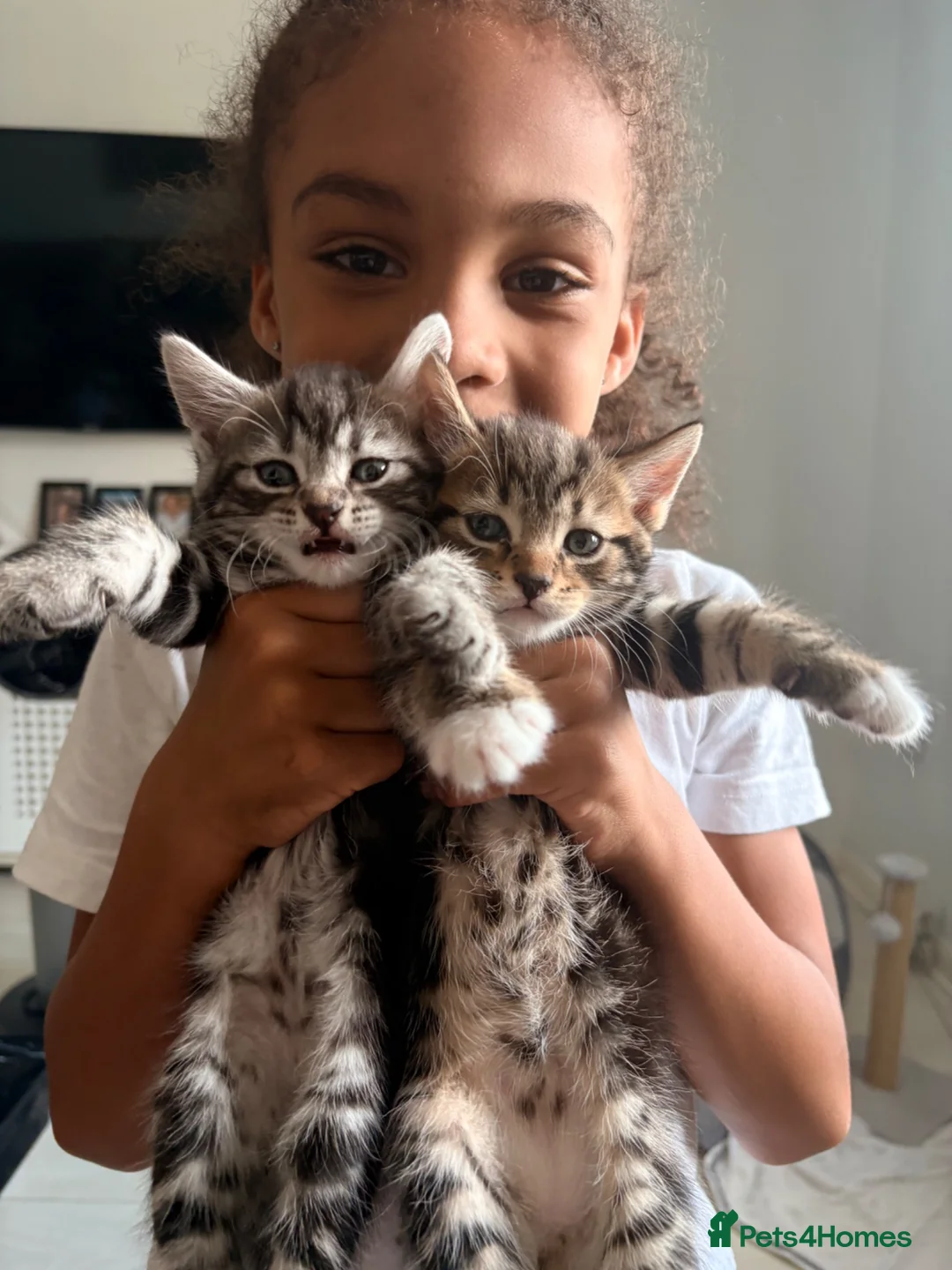 Mixed Breed cats for sale: 1 girl 1 boy Bengal cross kittens  in Isleworth - Advert 4