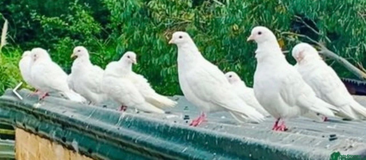 Pigeons birds Pure White Pigeons /Doves - Advert 2