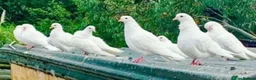 Pigeons birds for sale: Pure White Pigeons /Doves - Advert 2