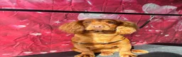 Mixed Breed dogs for sale: Cockapoo x - Advert 4