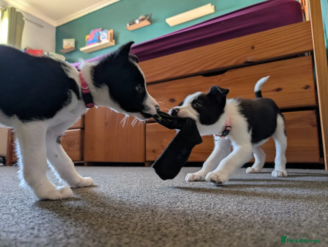 Border Collie dogs for sale: 2x border collie bitches. READY NOW - Advert 15