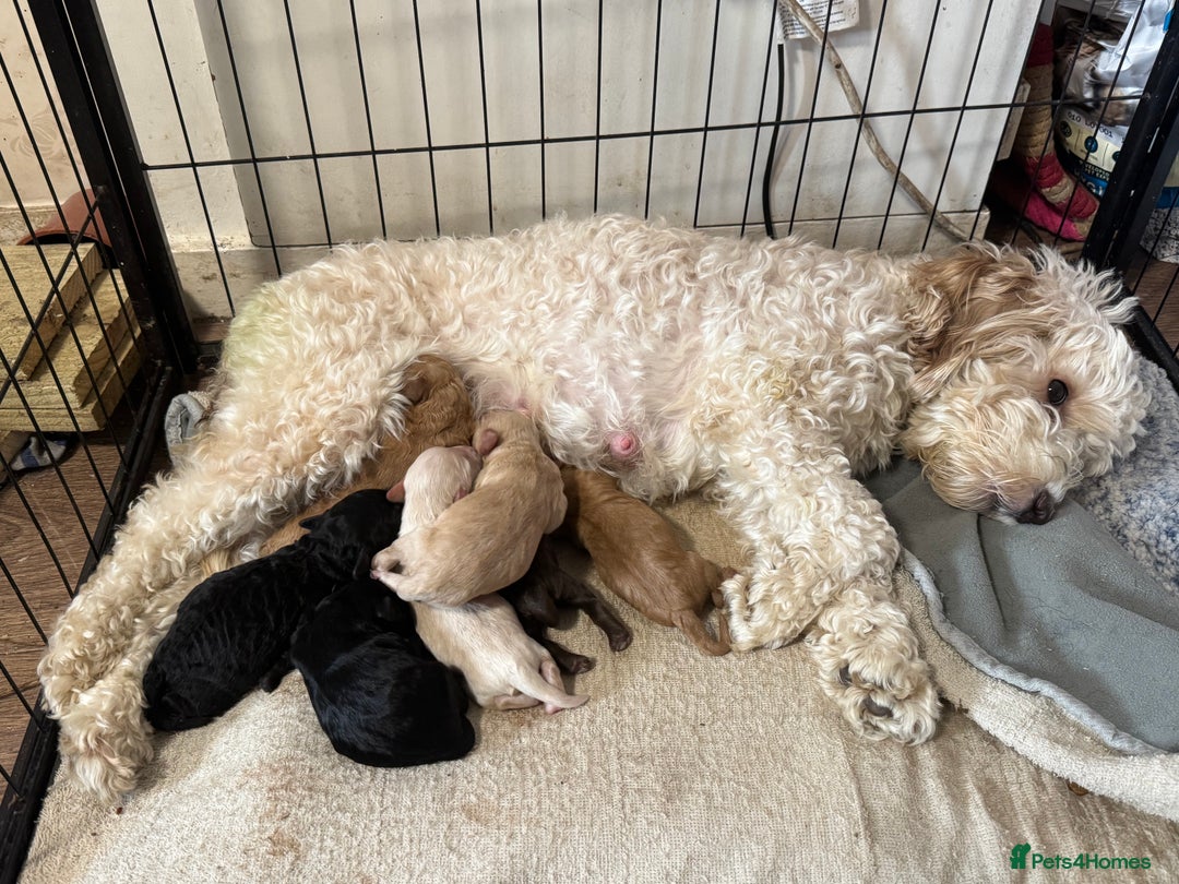 Cockapoo dogs for sale: Gorgeous F1B Cockapoo Puppies hypoallergenic  - Advert 5