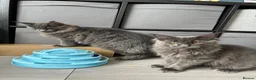 Maine Coon cats for sale: Maine Coon Kittens – 4 Available !!! - Advert 25