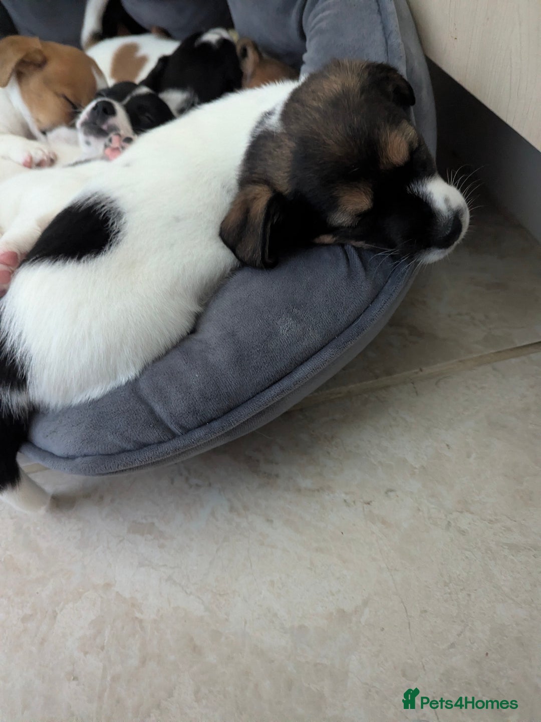 Jack Russell dogs for sale: Beautiful Jack Russell puppies  - Advert 5