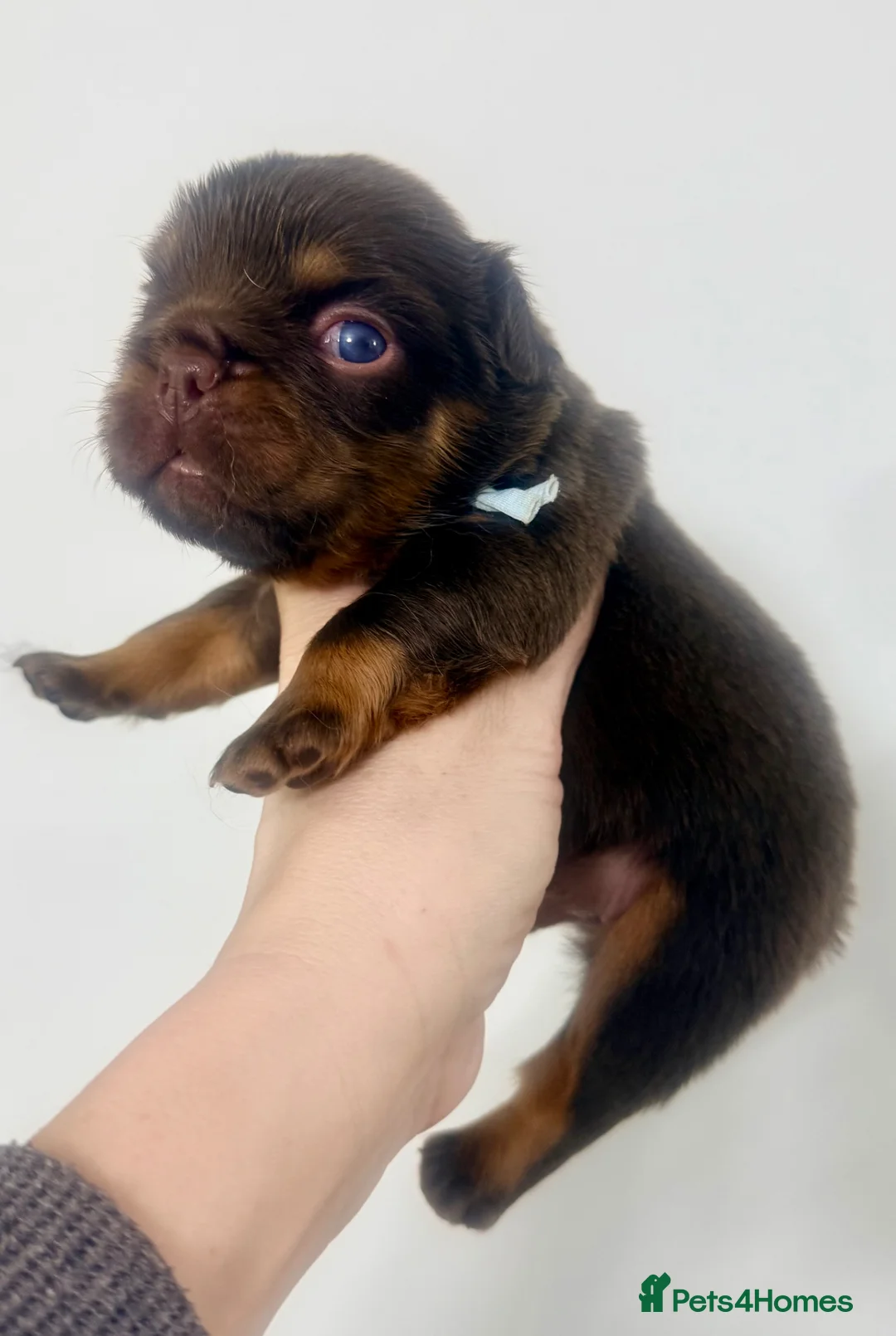 French Bulldog dogs for sale: Stunning/healthy Fluffy French Bulldogs 3💙 2🩷 - Advert 1