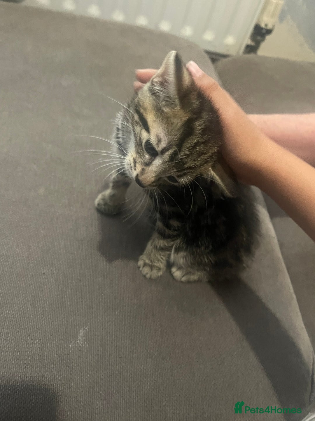 British Shorthair cats for sale: Kittens ready to go  - Image 3
