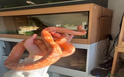 Mixed Breed reptiles for sale:  Lovely corn snake  for rehome - Image 2