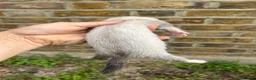 Ferret rodents for sale: Ferret kits  - Advert 2