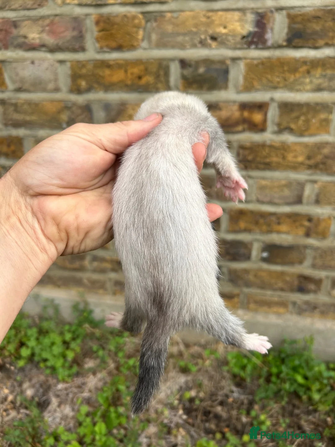 Ferret rodents for sale: Ferret kits  - Advert 2