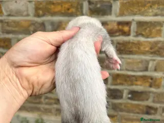 Ferret rodents Ferret kits - Advert 2