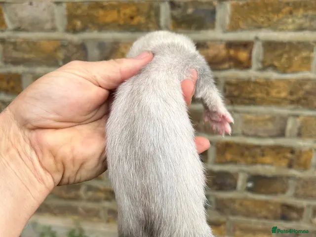 Ferret rodents Ferret kits - Advert 2