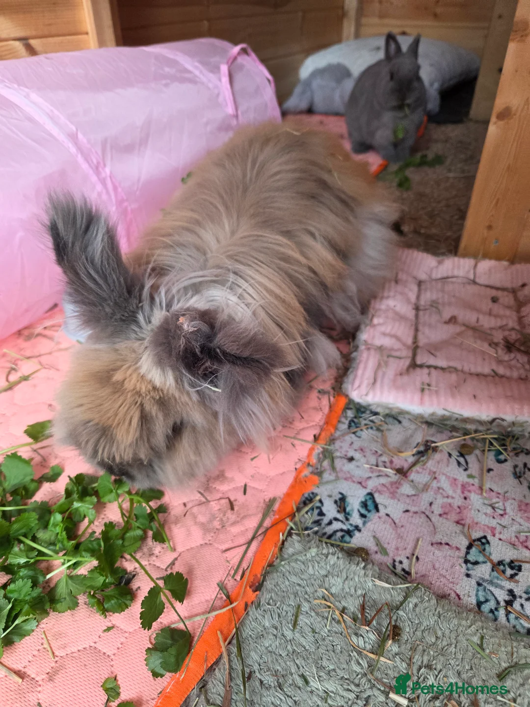 Lionhead rabbits for sale: 2 female spayed rabbits - Advert 12