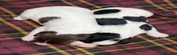 English Springer Spaniel dogs for sale: Stunning Springer Spaniels - Advert 8