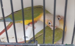 Conures birds for sale: Pineapple Conures Parent reared Dna'd  - Image 11