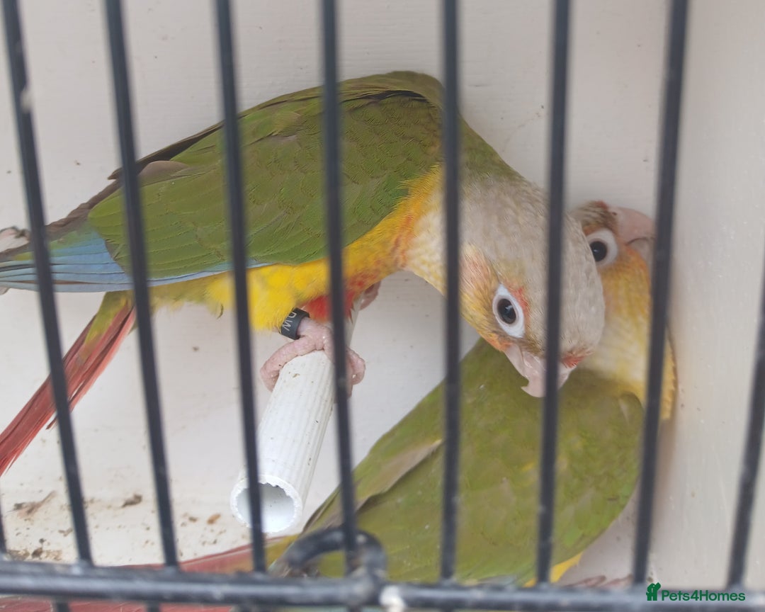 Conures birds for sale: Pineapple Conures Parent reared Dna'd  - Image 11