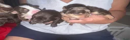 Mixed Breed dogs for sale: CHI SPANIEL PUPPIES READY 5th SEP in Princes Risborough - Advert 9