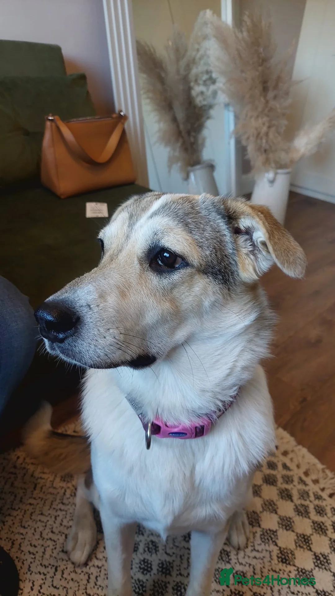 Mixed Breed dogs for adoption: FOSTER/ADOPT:❤️NINA hopes the world can be kind - Advert 18
