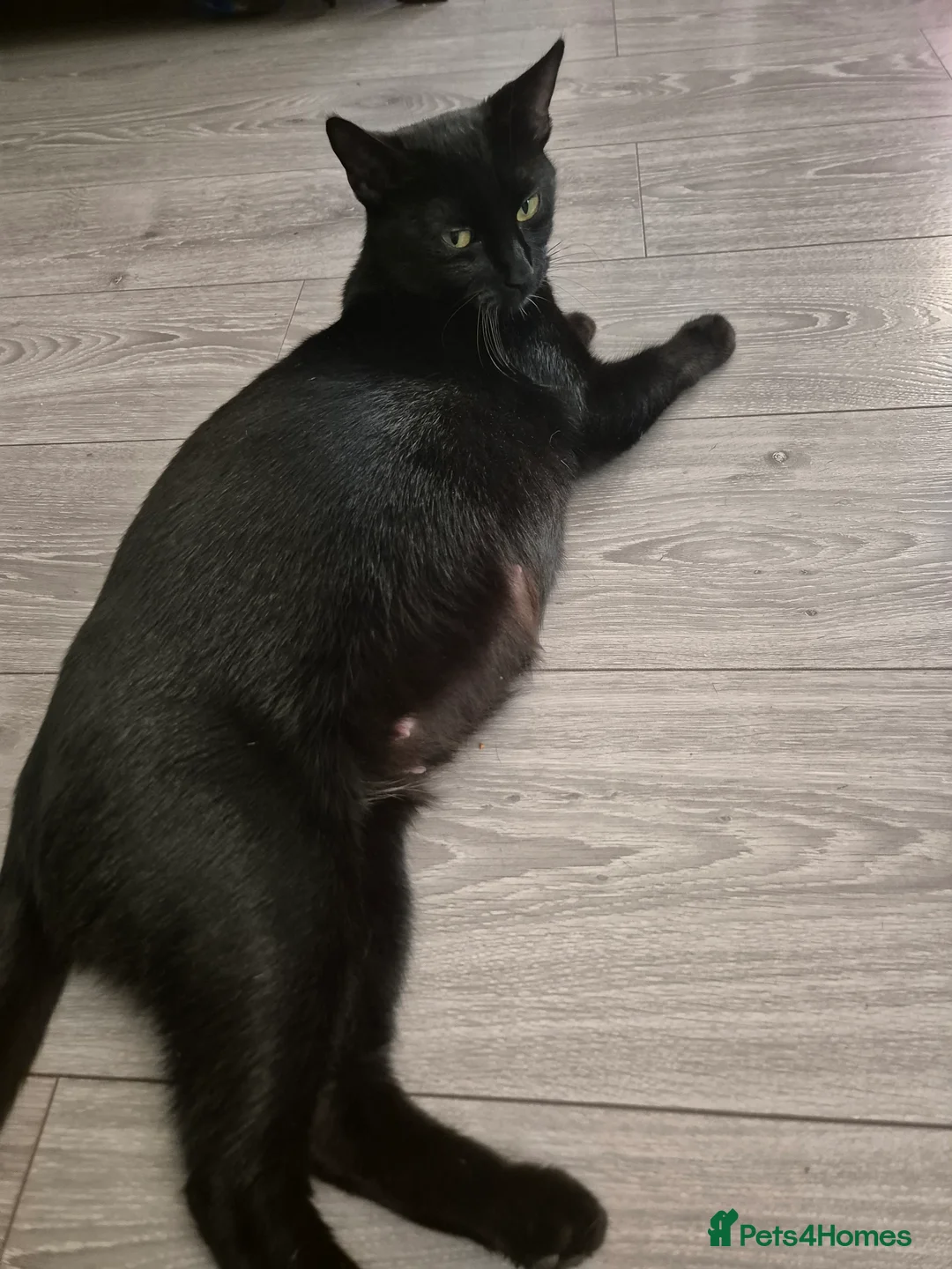 Bombay cats for sale: 6 Beautiful Bombay kittens  - Advert 2